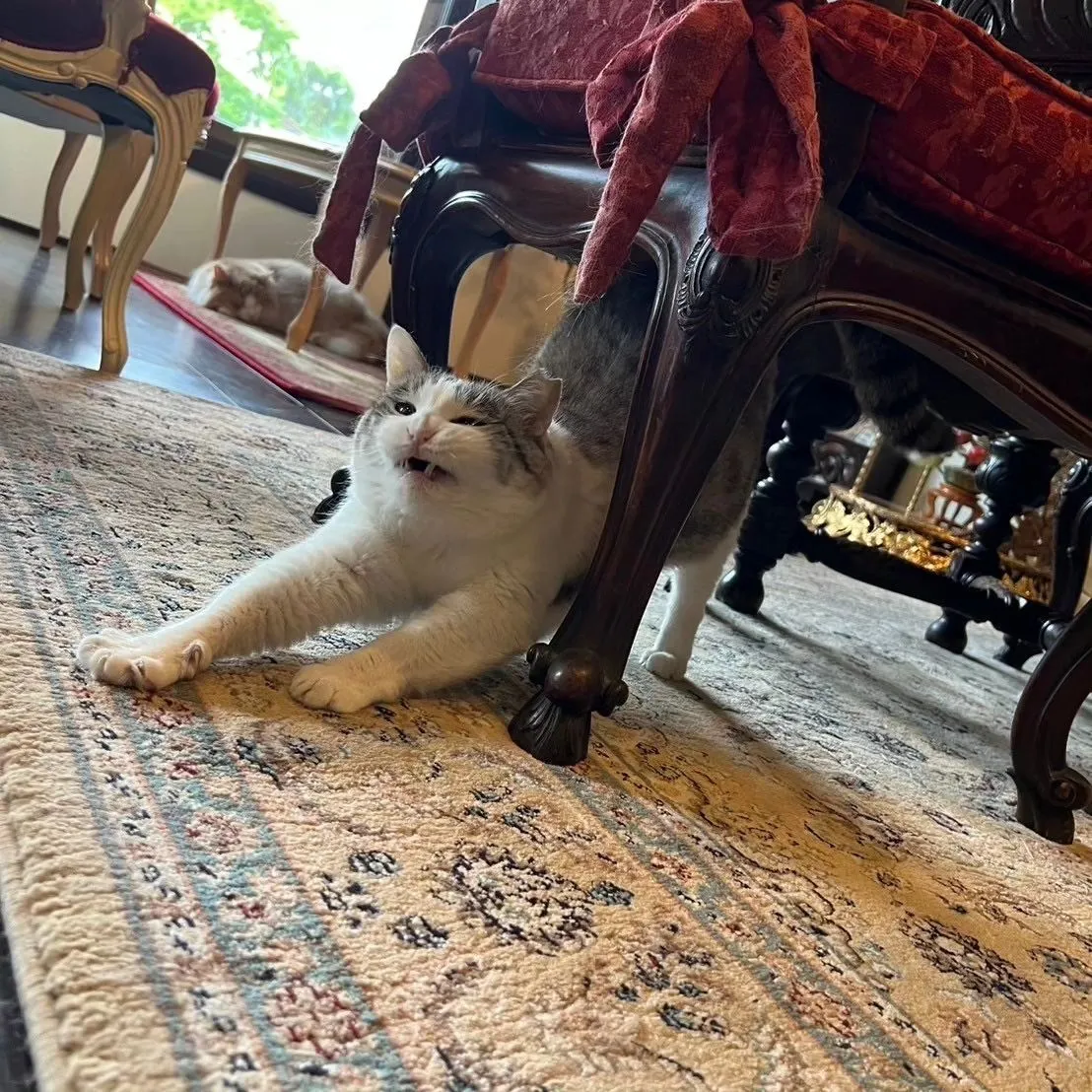 6/15.16 臨時休業