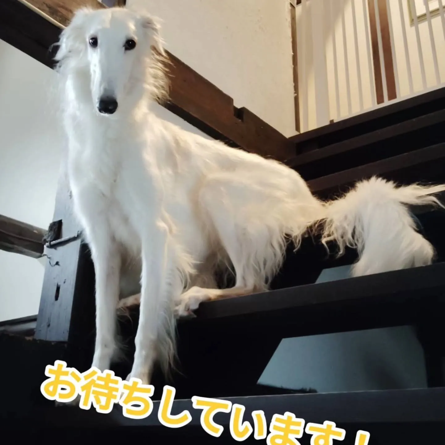 4月5日からオープン致します。